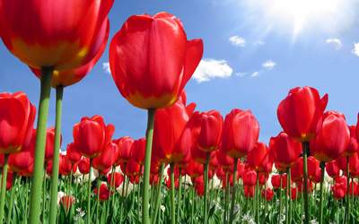 Flowers Poster 1949602