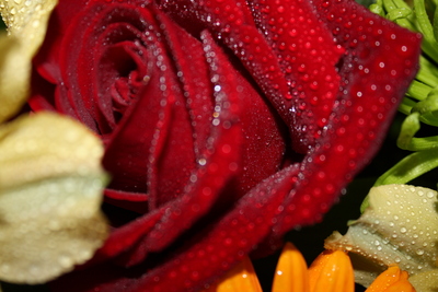 Flowers Poster 1949607