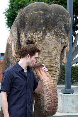 Robert Pattinson Poster 2244486
