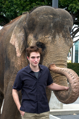 Robert Pattinson Poster 2244513