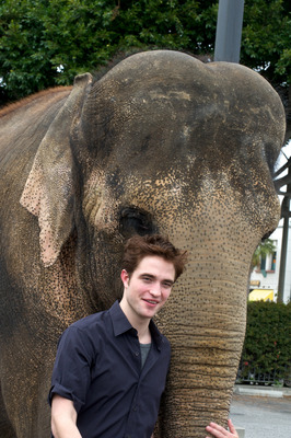 Robert Pattinson Poster 2244517